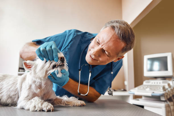 Best Tooth Infection Emergency Dentist  in Belcourt, ND